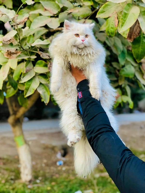 Persian triple coated punch face cats  available for sale 10