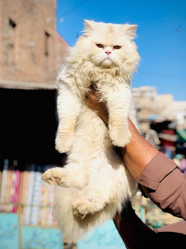Persian triple coated punch face cats  available for sale 14