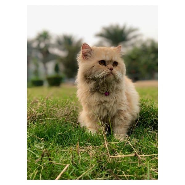 Persian triple coated punch face cats available for sale 13