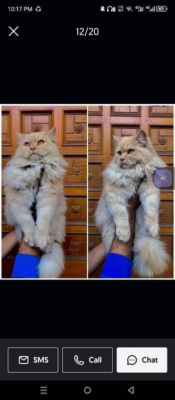 Persian triple coated punch face cats available for sale 15