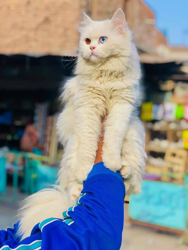 Persian triple coated punch face cats available for sale 1