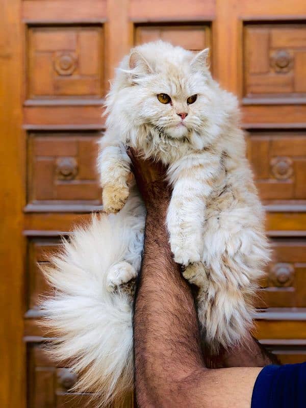 Persian triple coated punch face cats available for sale 4