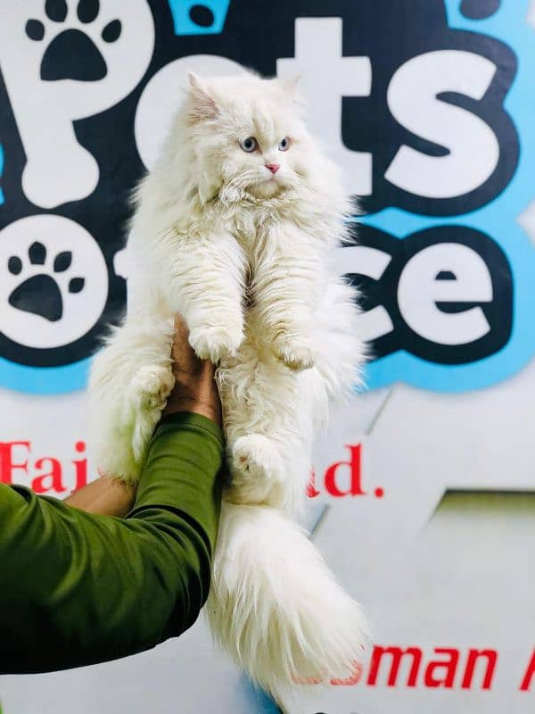 Persian triple coated punch face cats available for sale 5