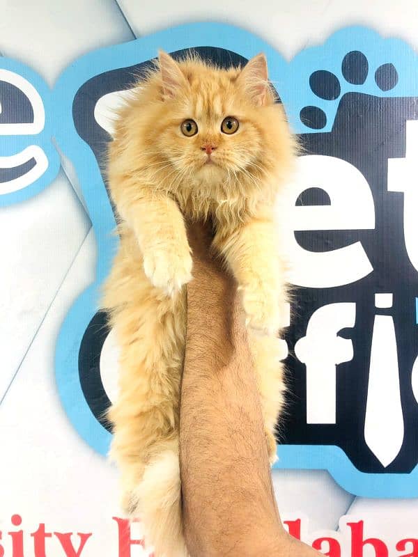 Persian triple coated punch face cats available for sale 6