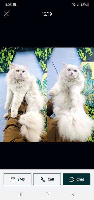 Persian triple coated punch face cats available for sale 7