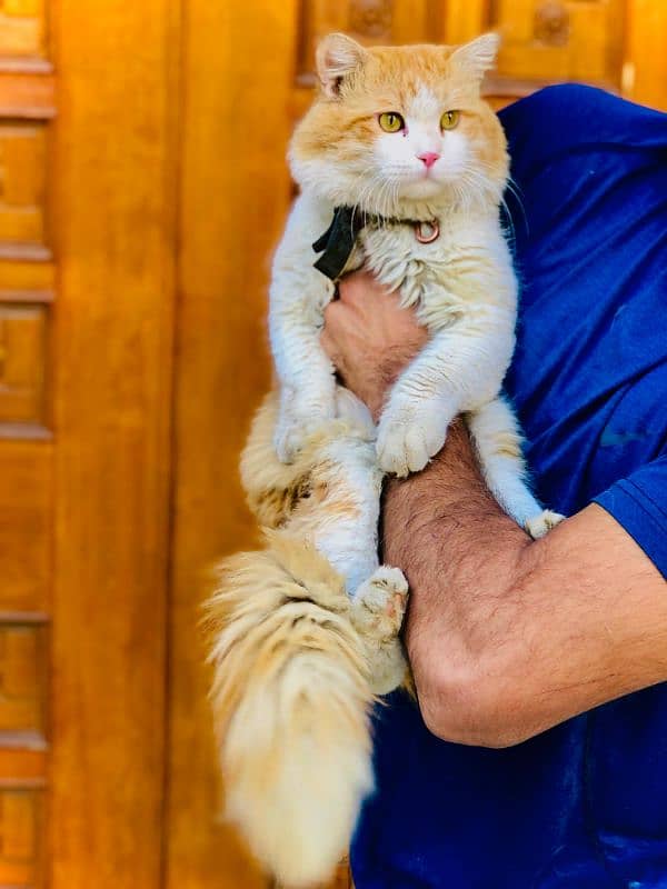 Persian triple coated punch face cats available for sale 8