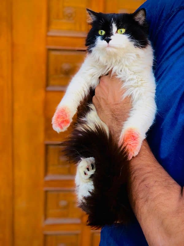 Persian triple coated punch face cats available for sale 9