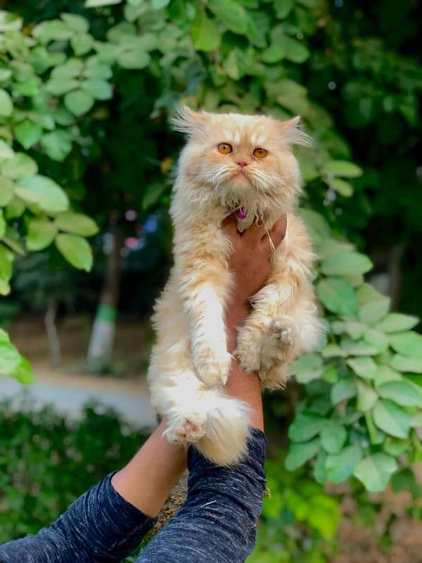 Persian triple coated punch face cats available for sale 10
