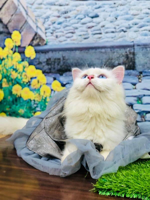 Persian triple coated punch face cats available for sale 11
