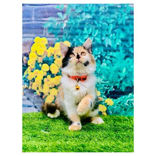 Persian triple coated punch face cats available for sale 12