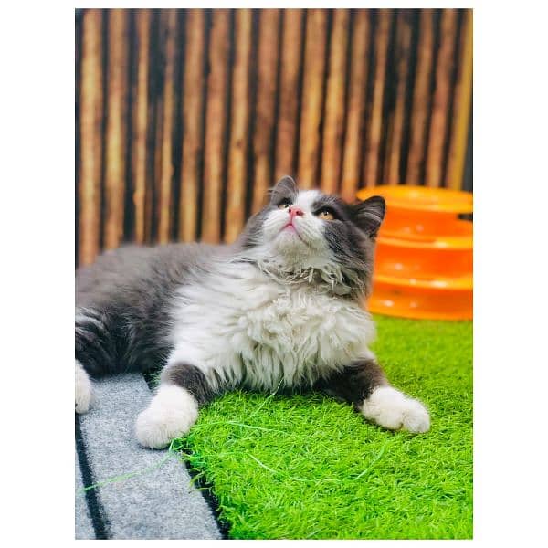 Persian triple coated punch face cats available for sale 13
