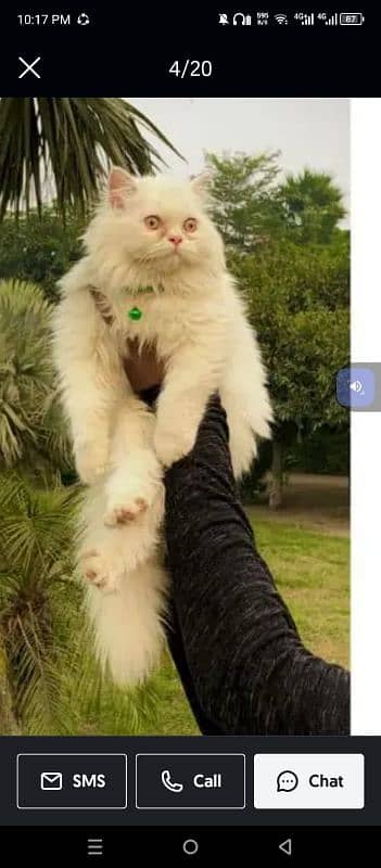 Persian triple coated punch face cats available for sale 16