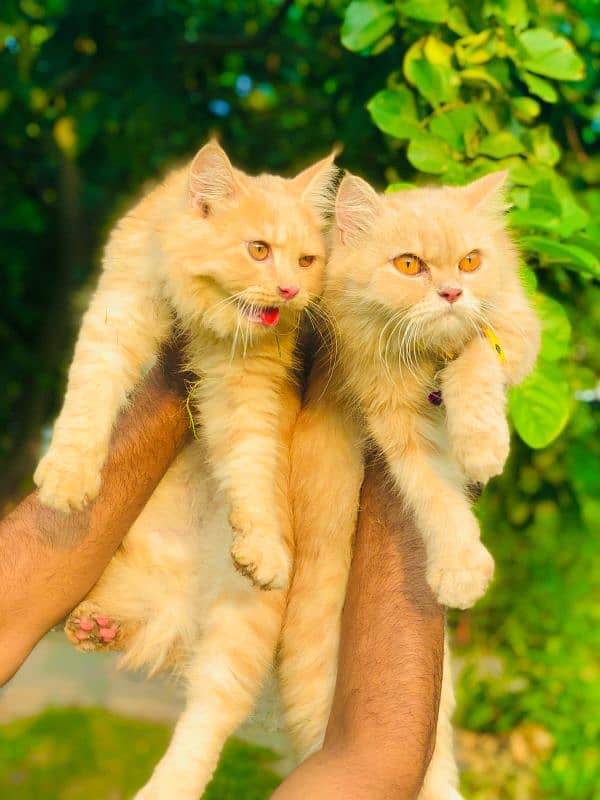 Persian triple coated punch face cats available for sale 17