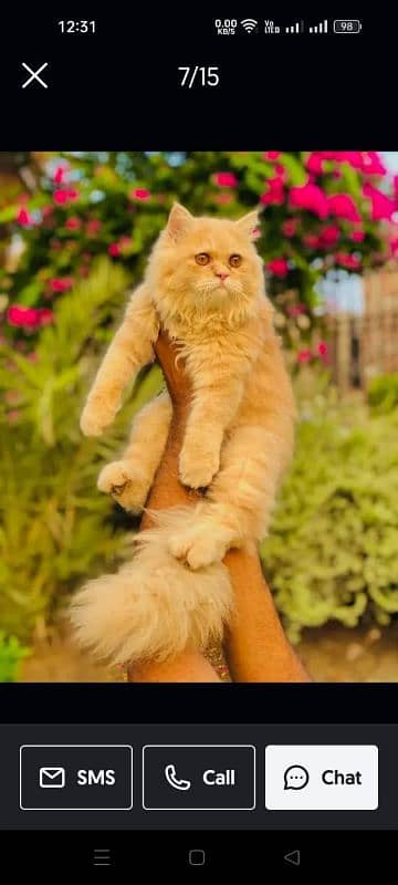 Persian triple coated punch face cats available for sale 17
