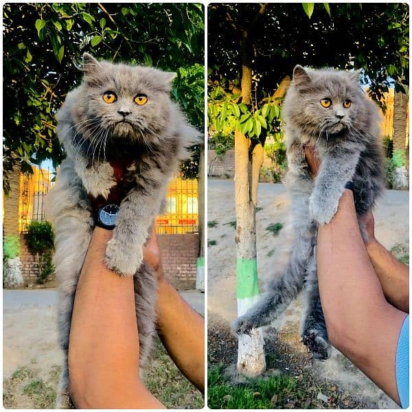 Persian triple coated punch face cats available for sale 19