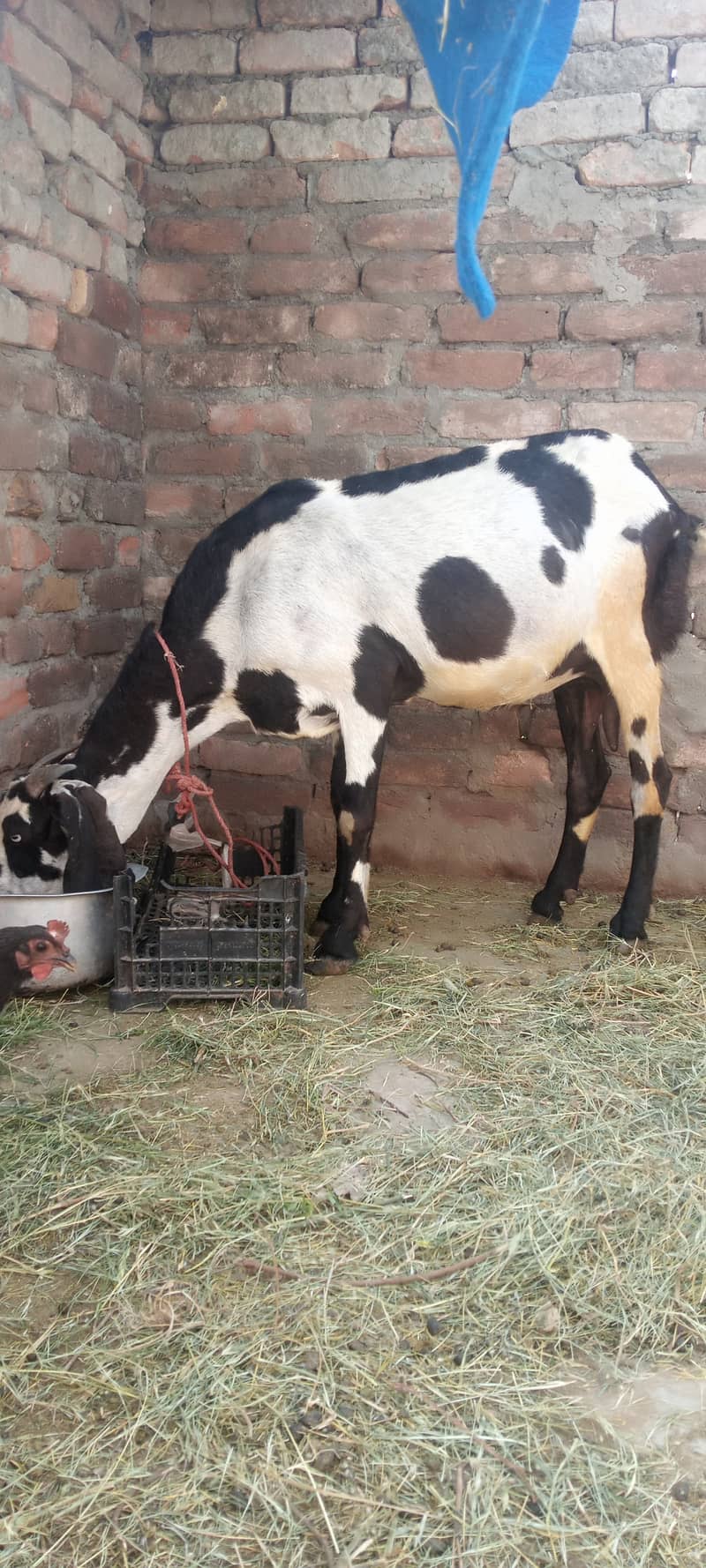 Beetal cross Goat with female kid 0