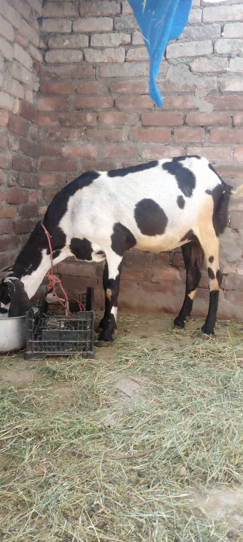 Beetal cross Goat with female kid 1