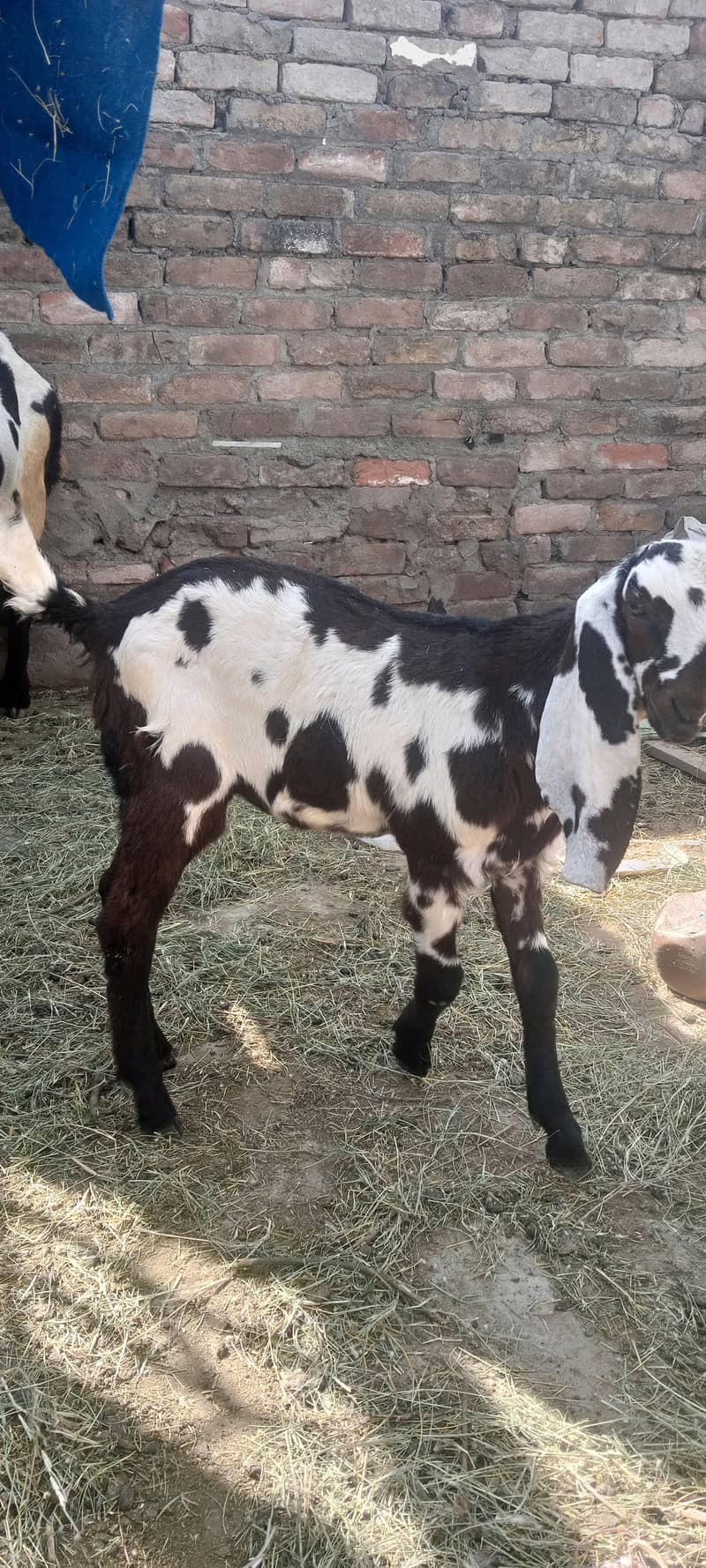 Beetal cross Goat with female kid 2