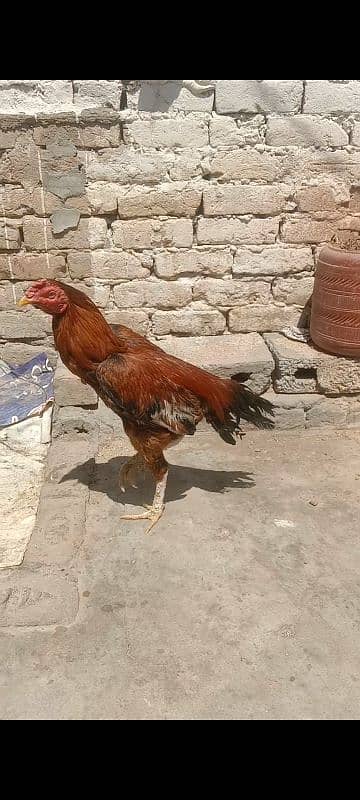 PILA ASEEL PATHA 2