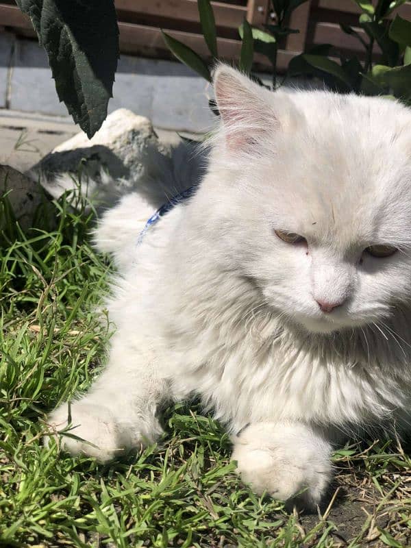 persian cat 1