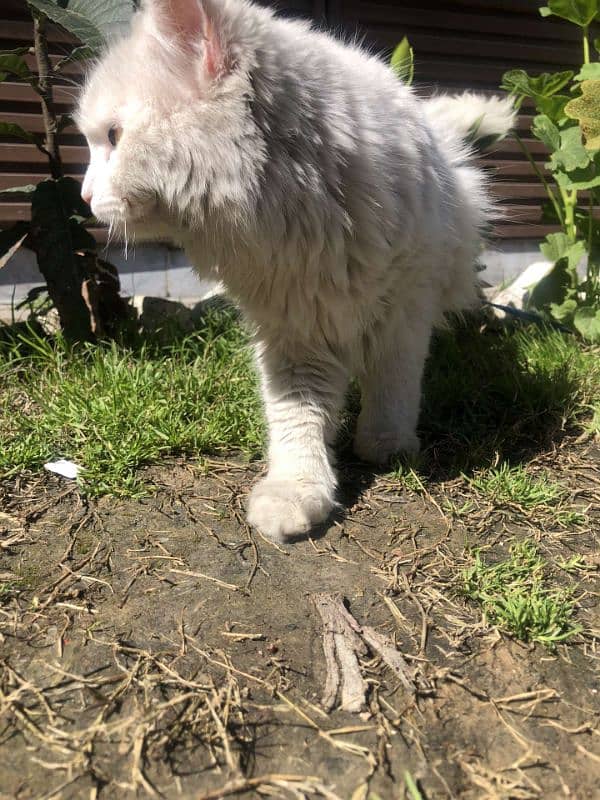 persian cat 2