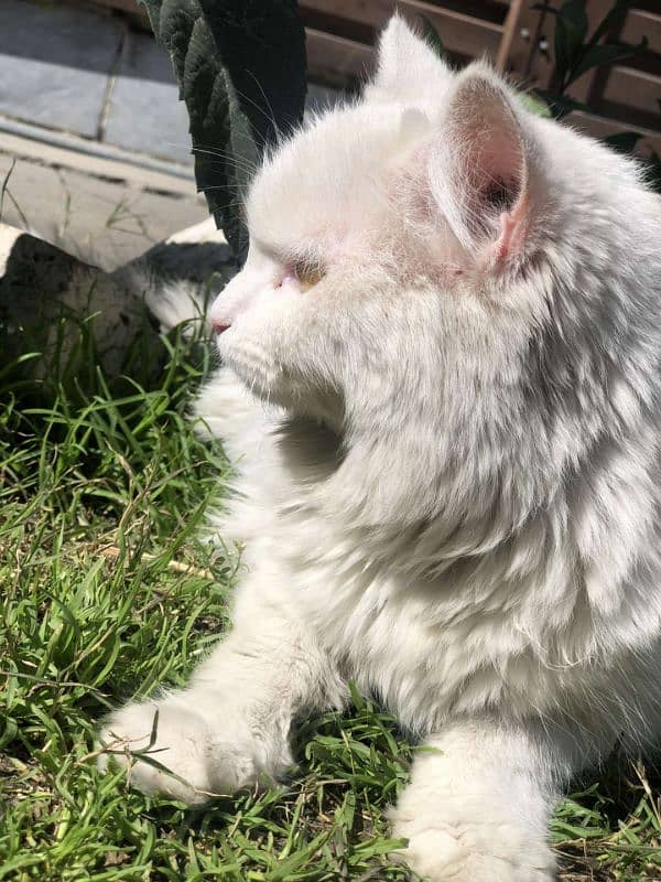 persian cat 3