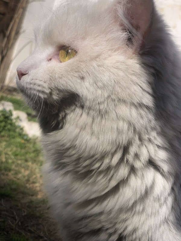 persian cat 4