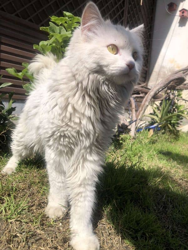 persian cat 5