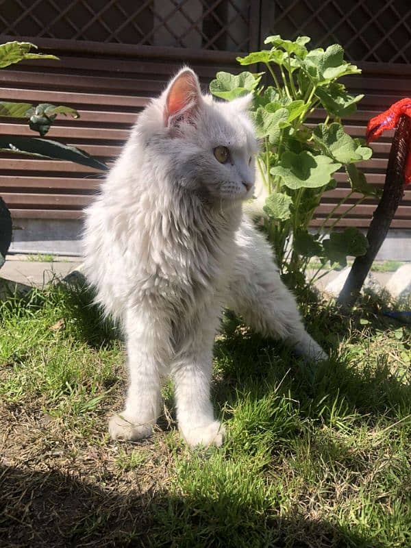 persian cat 6