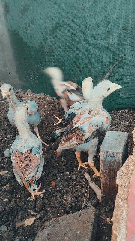 Aseel bengum chicks 2 months age 0