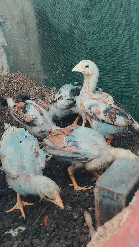 Aseel bengum chicks 2 months age 1