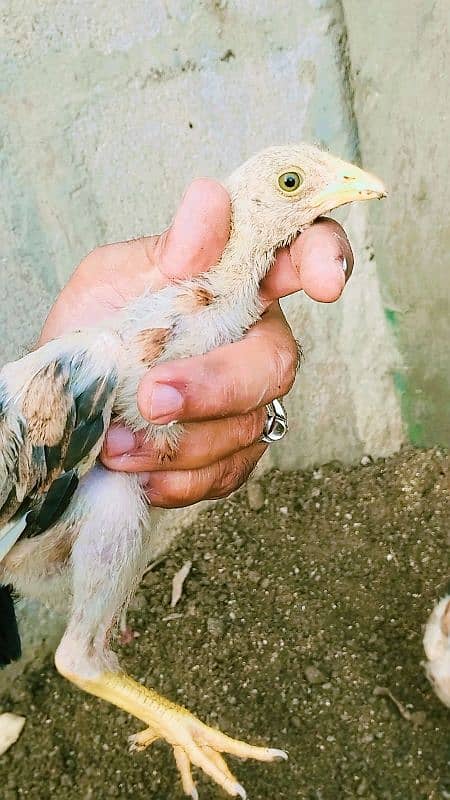 Aseel bengum chicks 2 months age 3