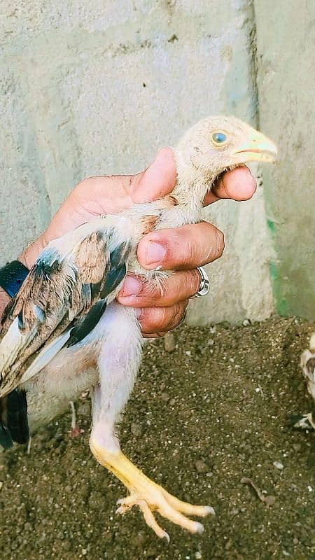Aseel bengum chicks 2 months age 4