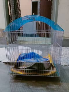 parrot
