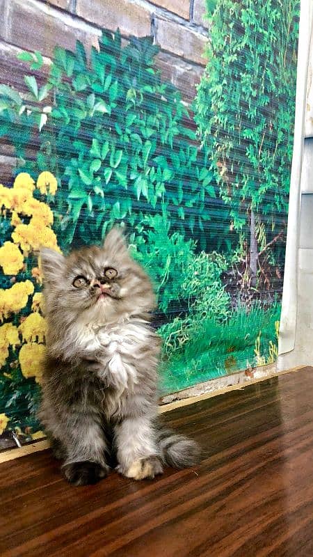Persian triple coated punch face kitten available for sale 1