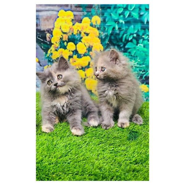 Persian triple coated punch face kitten available for sale 4