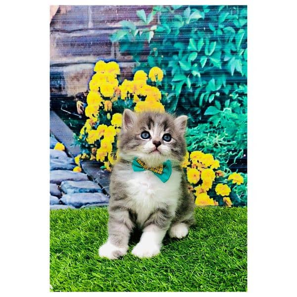 Persian triple coated punch face kitten available for sale 11