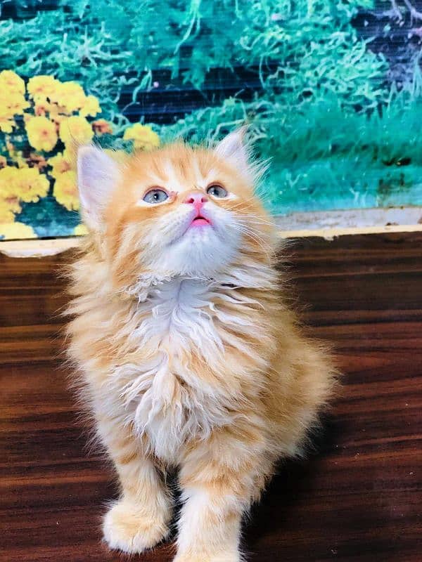 Persian triple coated punch face kitten available for sale 13