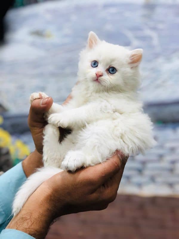 Persian triple coated punch face kitten available for sale 14