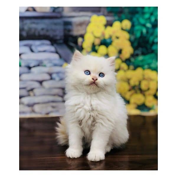 Persian triple coated punch face kitten available for sale 15