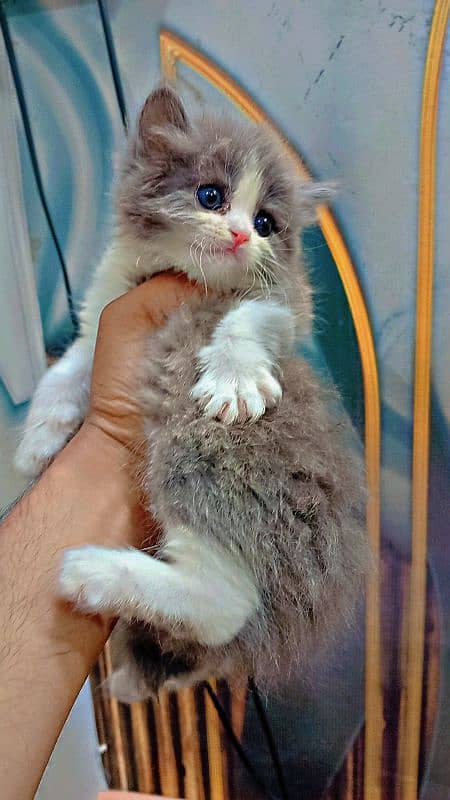 Persian triple coated punch face kitten available for sale 1