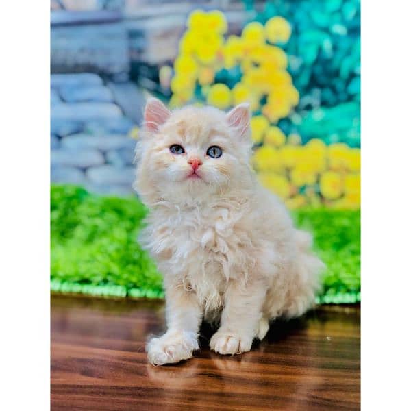 Persian triple coated punch face kitten available for sale 3