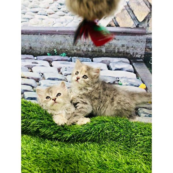 Persian triple coated punch face kitten available for sale 6