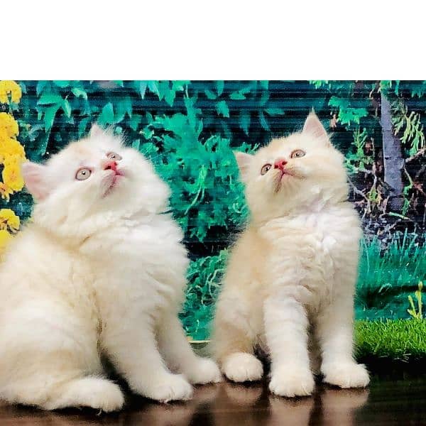 Persian triple coated punch face kitten available for sale 7