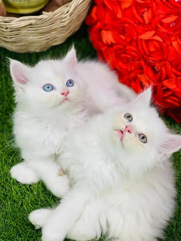Persian triple coated punch face kitten available for sale 11