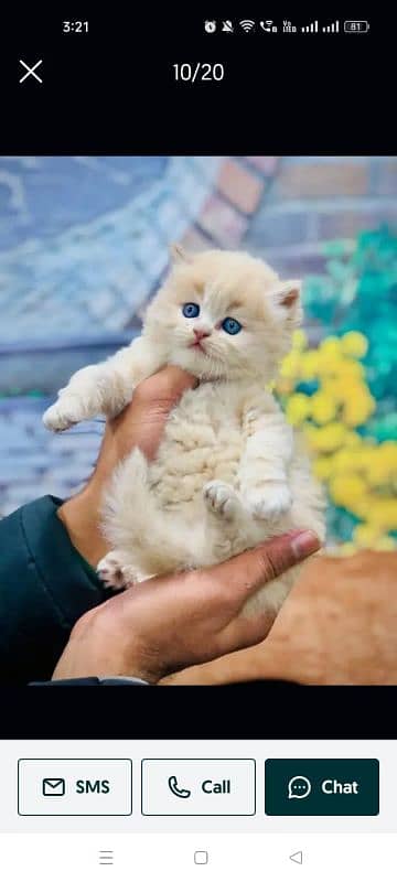 Persian triple coated punch face kitten available for sale 12