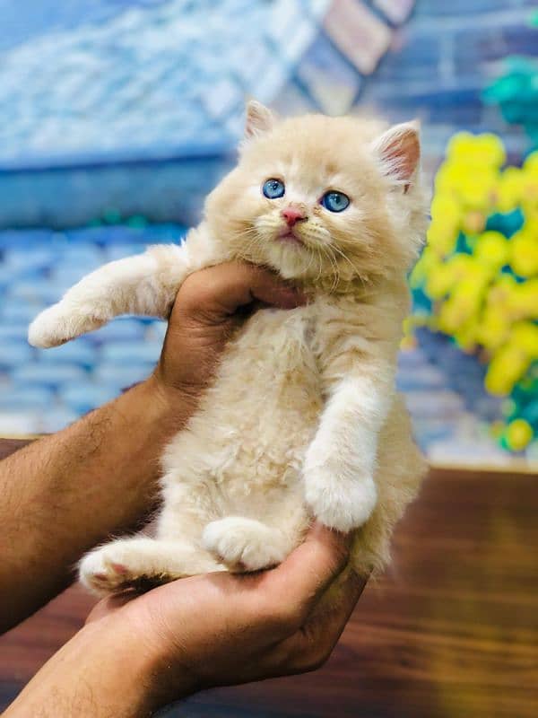 Persian triple coated punch face kitten available for sale 14