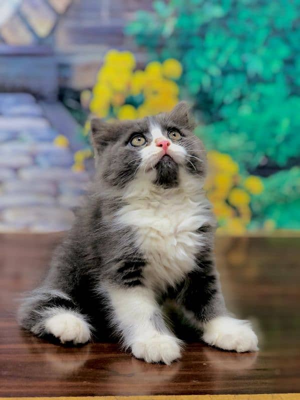 Persian triple coated punch face kitten available for sale 15