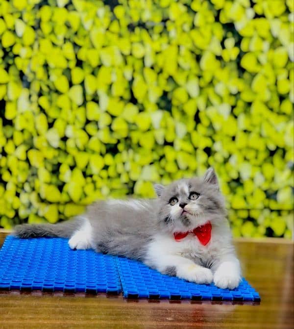 Persian triple coated punch face kitten available for sale 9