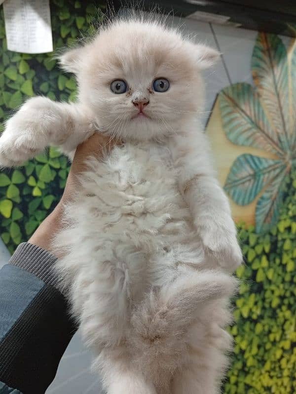 Persian triple coated punch face kitten available for sale 18